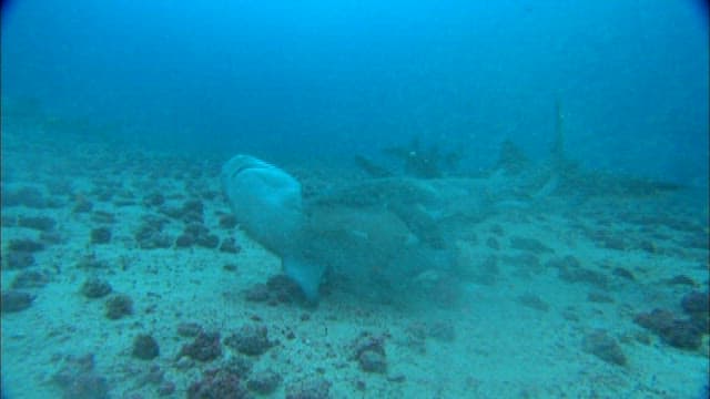 Shark attacked by a group