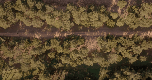 Aerial view of a forest with a path