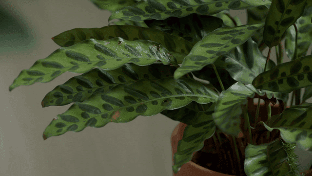 화분에 심어진 식물의 녹색 잎