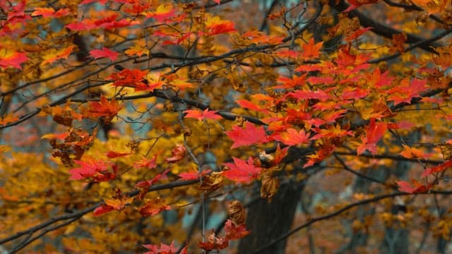 Maple Autumn Leaves on Trees