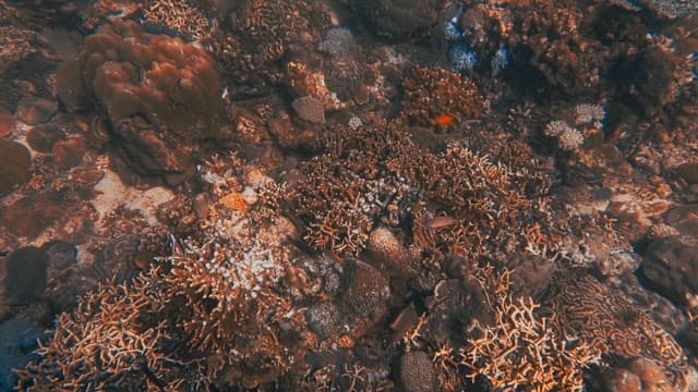 Underwater Coral Reef with Marine Life