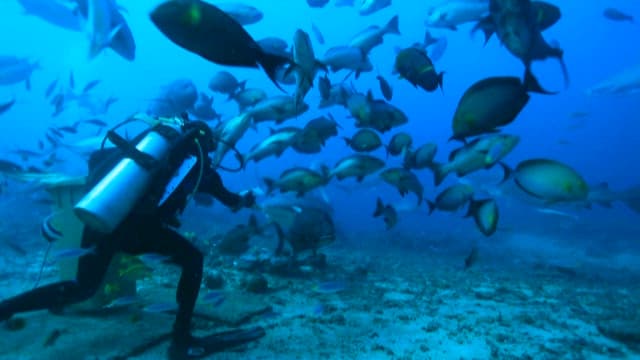 Diver feeding sharks