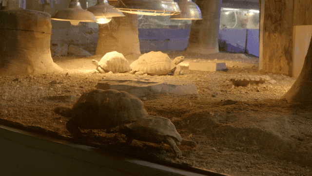 Turtles in warm cage