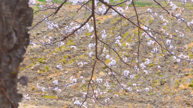 들판에 핀 벚꽃