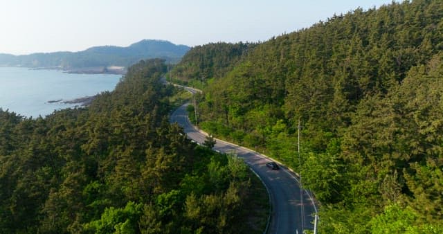 Winding and Scenic Coastal Road Amidst Lush Forest