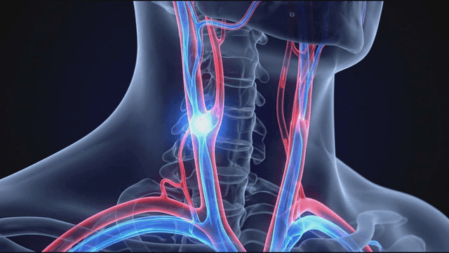 Visualization of human neck anatomy