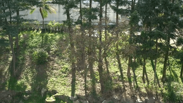 Sunlit forest with lush greenery