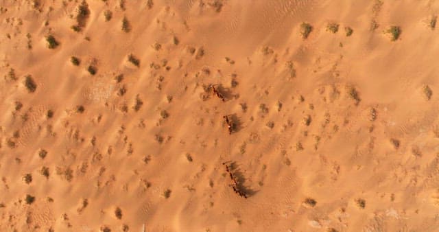 Camels crossing a vast desert landscape