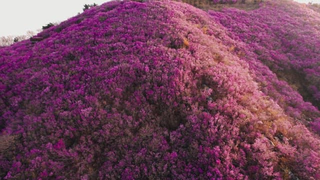 Pink Azalea Flowers Covering Cheonjusan Mountain 