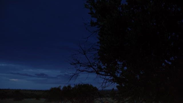 황혼의 사바나에서 휴식을 취하는 사자