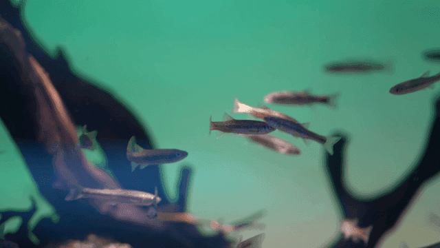Small fish swimming in a clear aquarium