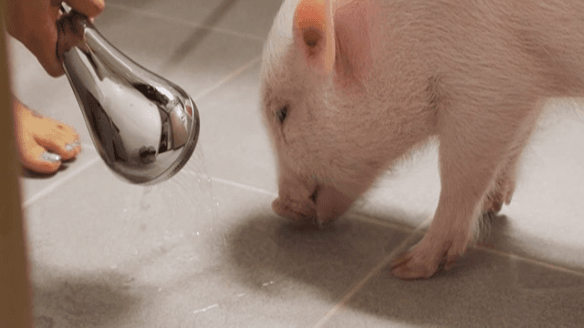 샤워기에서 물을 마시는 새끼 돼지