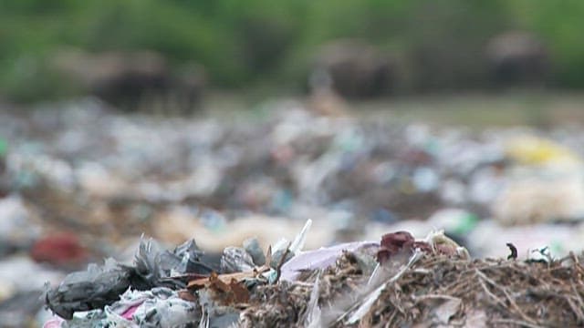 Elephants wandering through a littered landscape