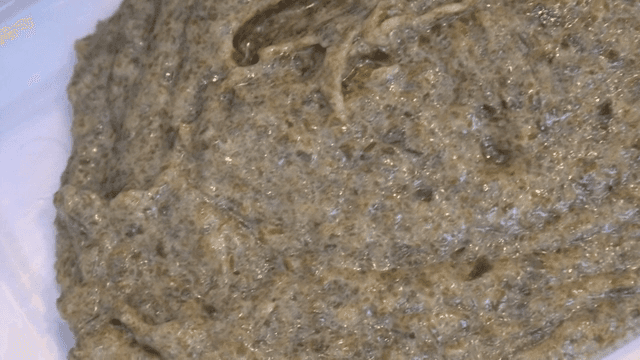 플라스틱 용기에 옮겨지는 다시마 퓌레