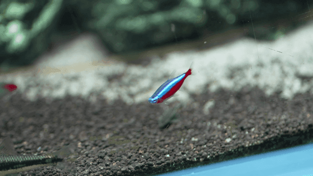 Colorful tropical fish swimming in aquarium