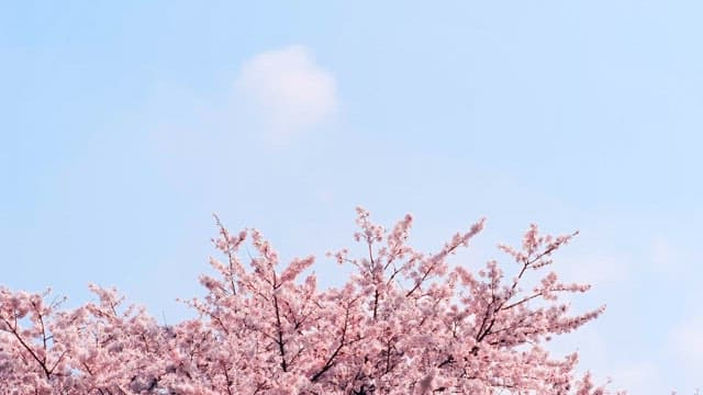 Cherry Blossoms Blooming Against Blue Sky