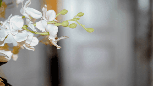 실내의 흰 꽃과 녹색 꽃봉오리