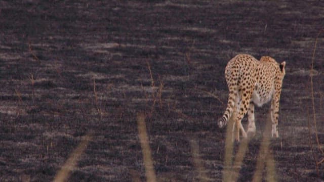 그을린 풍경을 걷는 치타