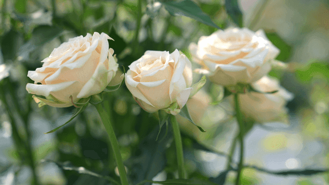 White roses blooming in a garden