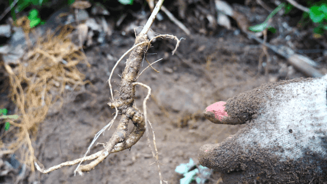 Ginseng Harvest in Forest