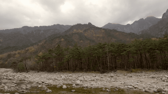 나무가 있는 고요한 산 풍경