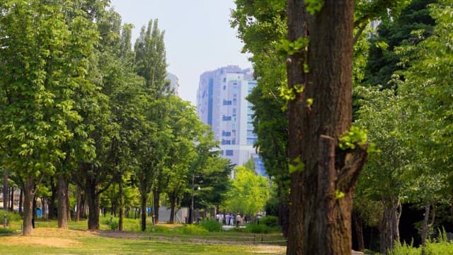 People walking in a park amidst tall green trees