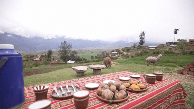 알파카가 풀을 뜯는 시골 풍경에서의 식사