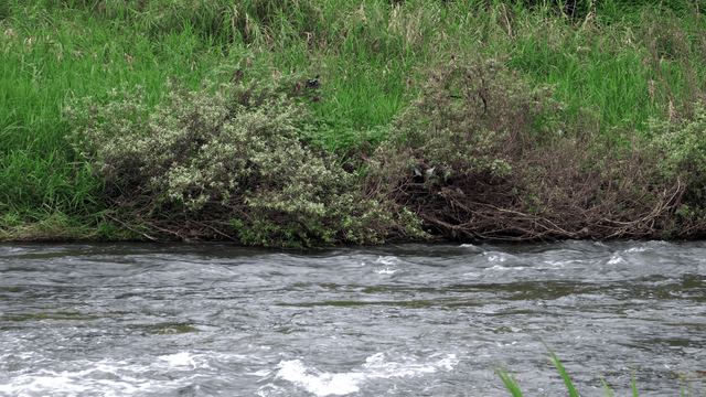 푸른 숲을 흐르는 잔잔한 강