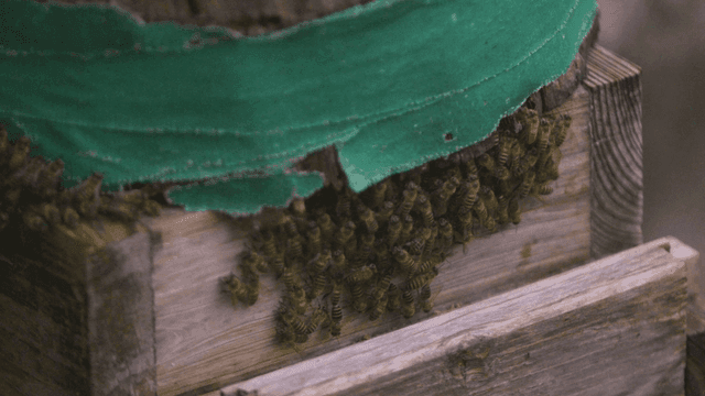 Bees clustering on a wooden hive