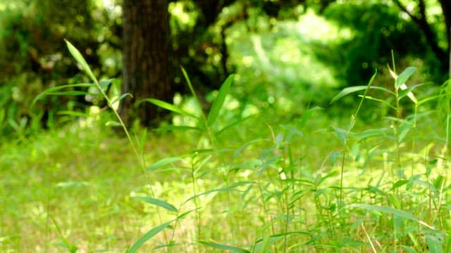 Green plants and trees in a lush forest