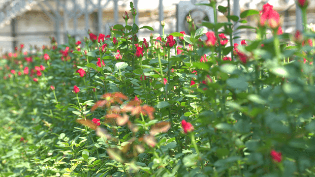 Rows of red roses in a greenhouse