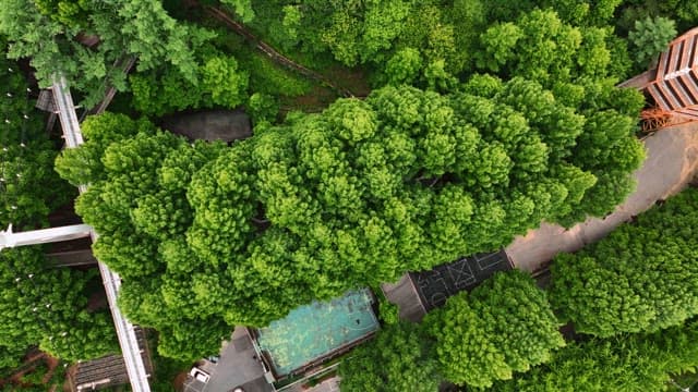 경치 좋은 다리가 있는 푸른 숲