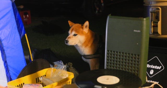 Shiba Inu Looking Out from a Camping Setup