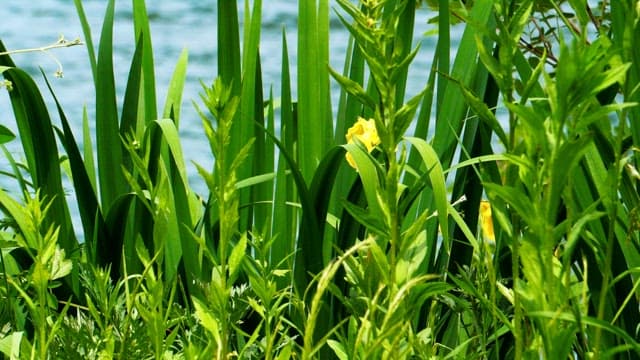 Daffodils and green leaves blooming on the water's edge on a sunny day