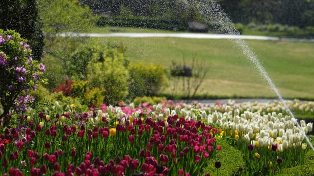 Watering Tulips with Sprinkler in a Vibrant Garden