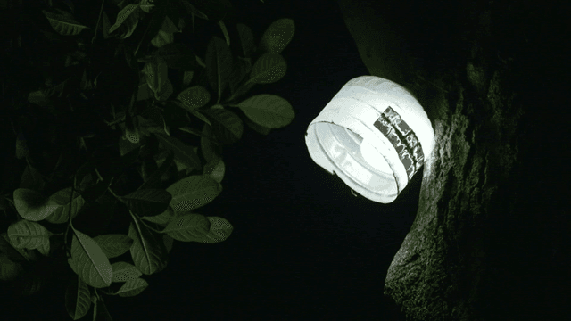 Lights hanging on trees at night