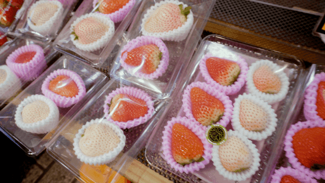 진열된 큼지막한 만년설 딸기들