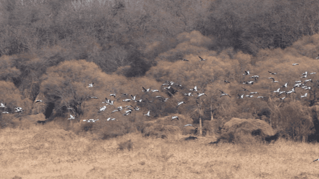 Flock of birds flying over a forest