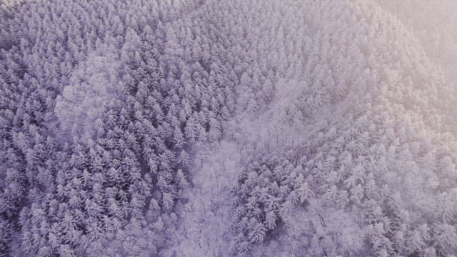 눈으로 하얗게 뒤덮인 새벽녘의 산