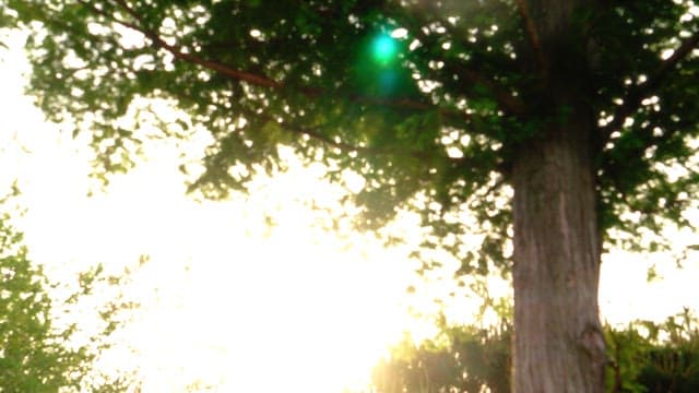 Sunlight filtering through green leaves on a tall tree