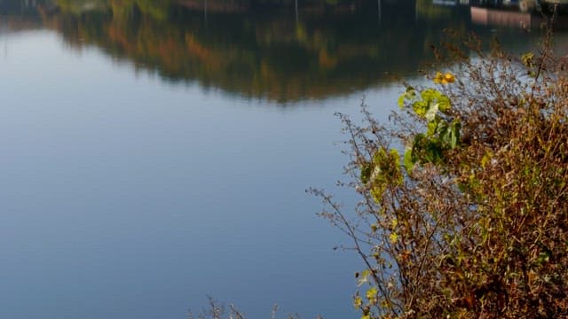 Calm lakeside with dry branches and brown grass in autumn