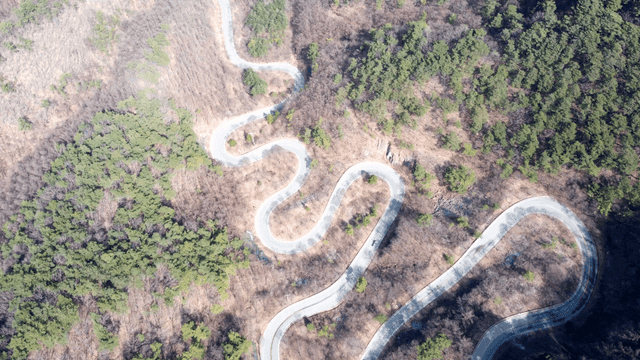Winding road through forest