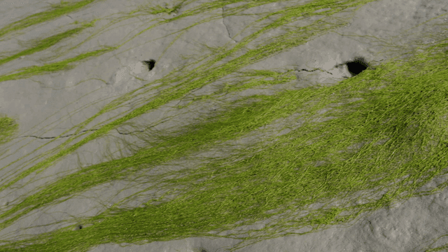 Green Ecklonia cava seaweed stretching along mudflat beach