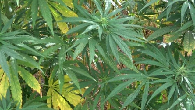 밭에서 자라는 무성한 녹색 대마 식물