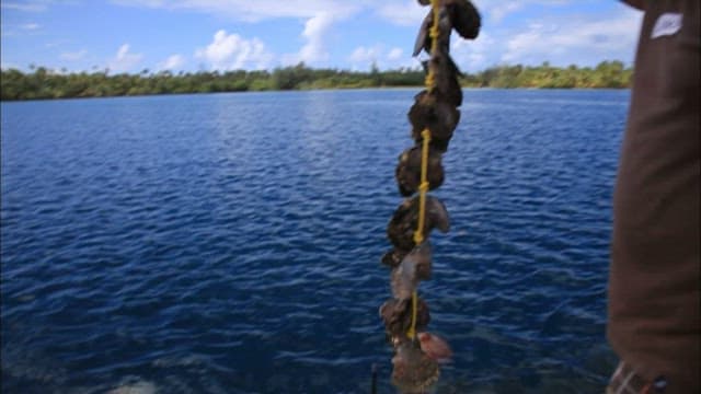 가리비를 양식하는 사람들