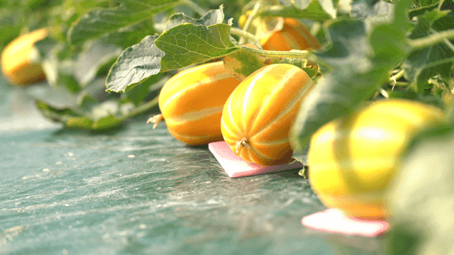 Yellow Korean melons growing on farm