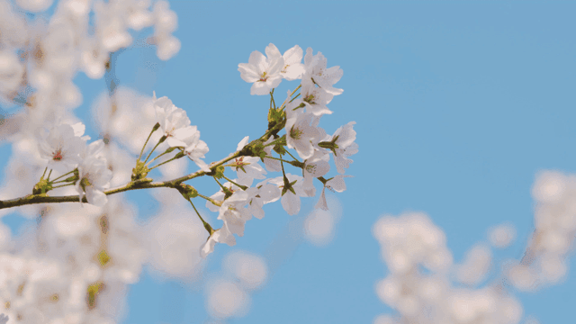 Cherry blossoms against a clear blue sky