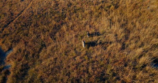 Deer Playing on a Vast Grassy Field