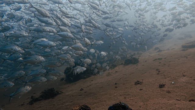 School of Horse Mackerel Swimming in Deep Sea