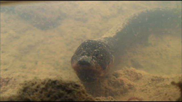 Albino swamp eel living in its natural freshwater habitat